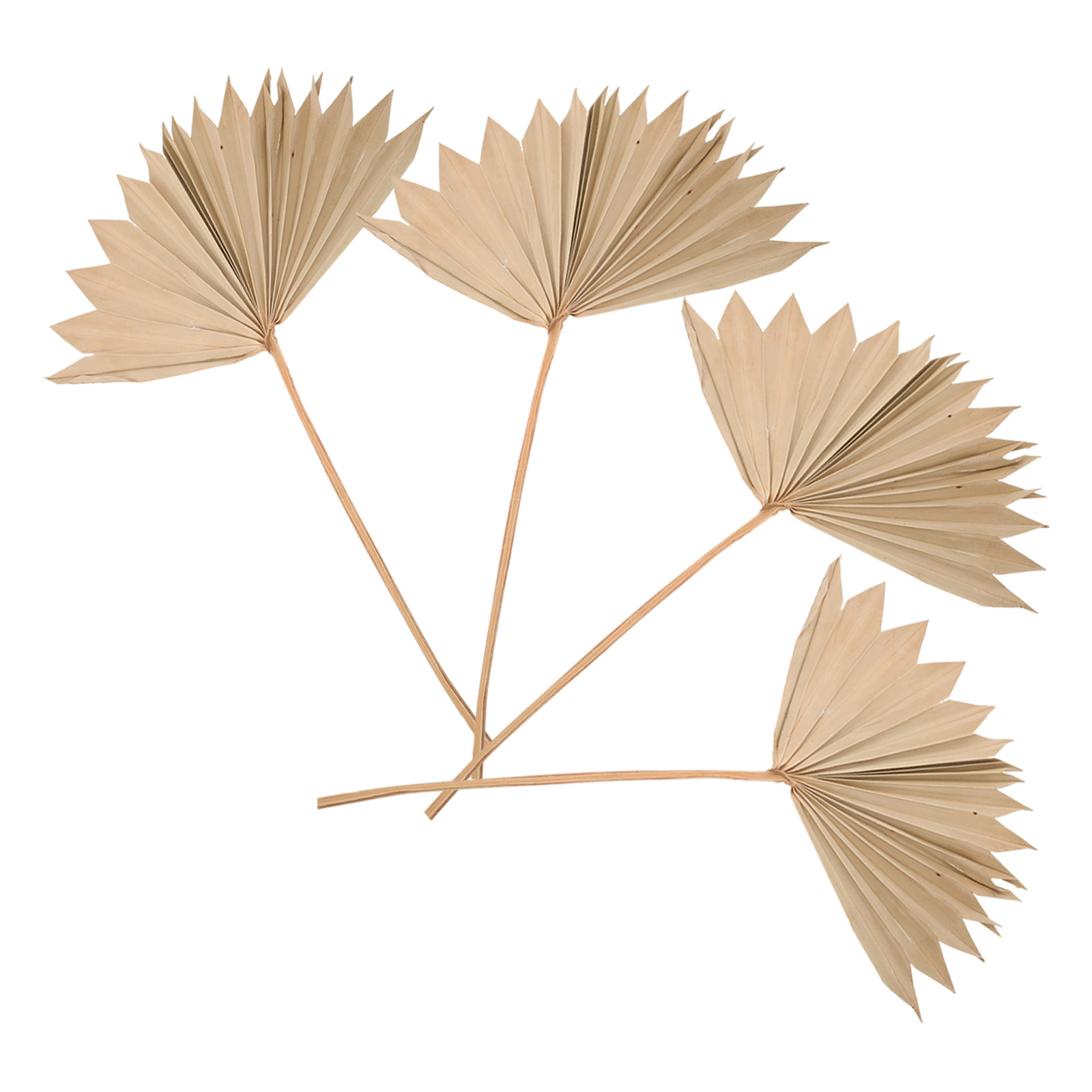 Palm Leaf Dried - 4Pcs Dried Palm Leaf Ornament Natural