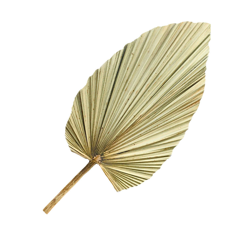 1Pcs Natural Dried Palm Leaf D - Palm Leaf Dried review and price