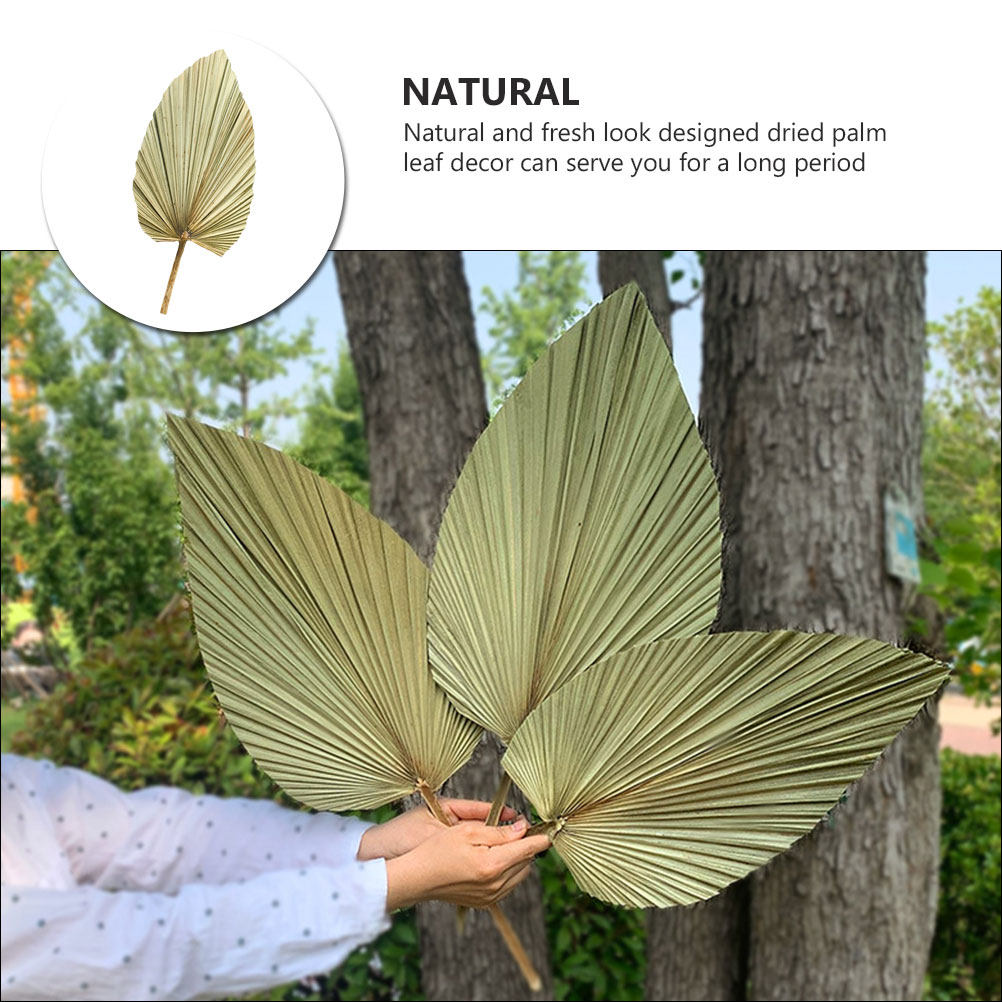 1Pcs Natural Dried Palm Leaf D - Palm Leaf Dried review and price