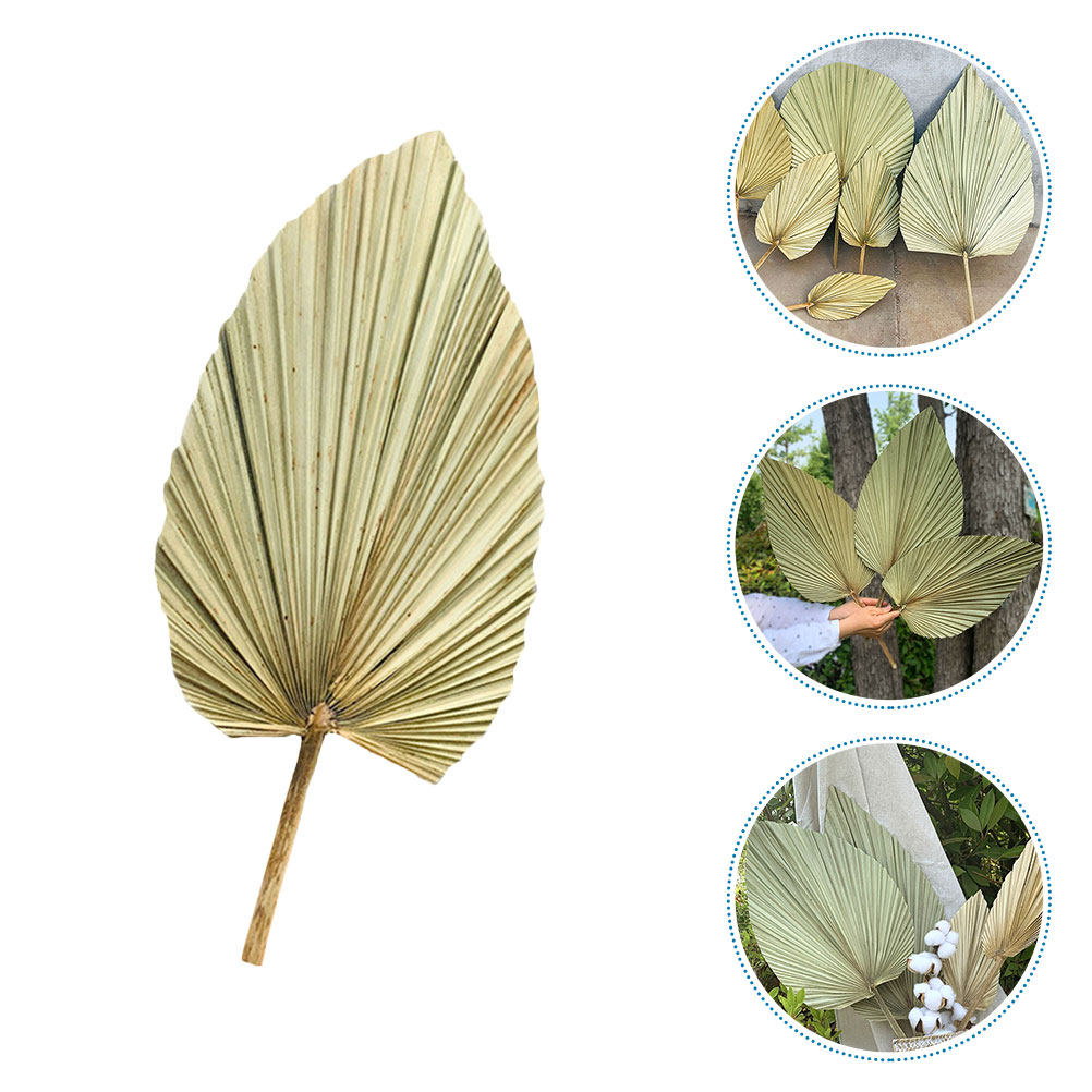 1Pcs Natural Dried Palm Leaf D - Palm Leaf Dried review and price