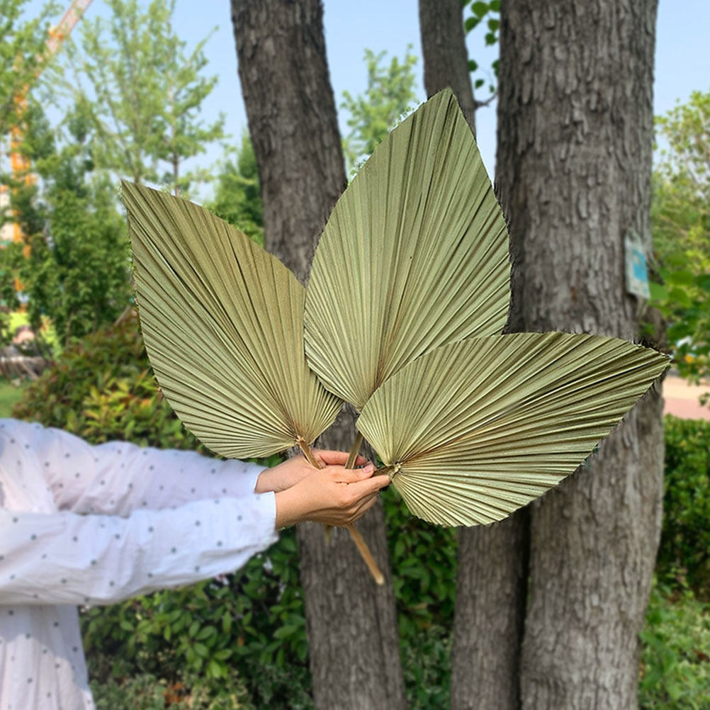 1Pcs Natural Palm Leaf Dried O - Palm Leaf Dried review and price