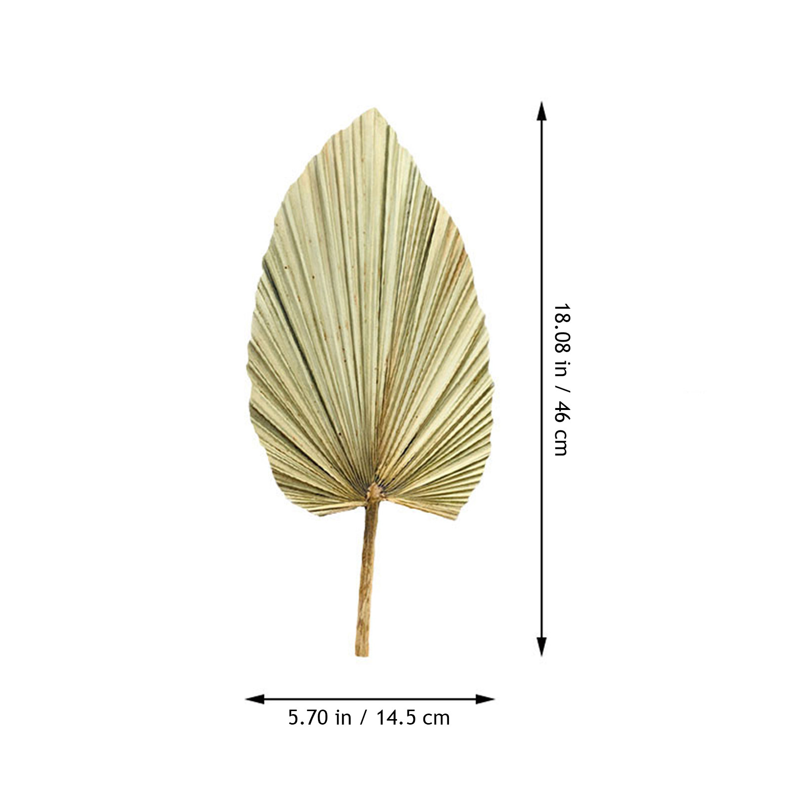 1Pcs Natural Palm Leaf Dried O - Palm Leaf Dried review and price