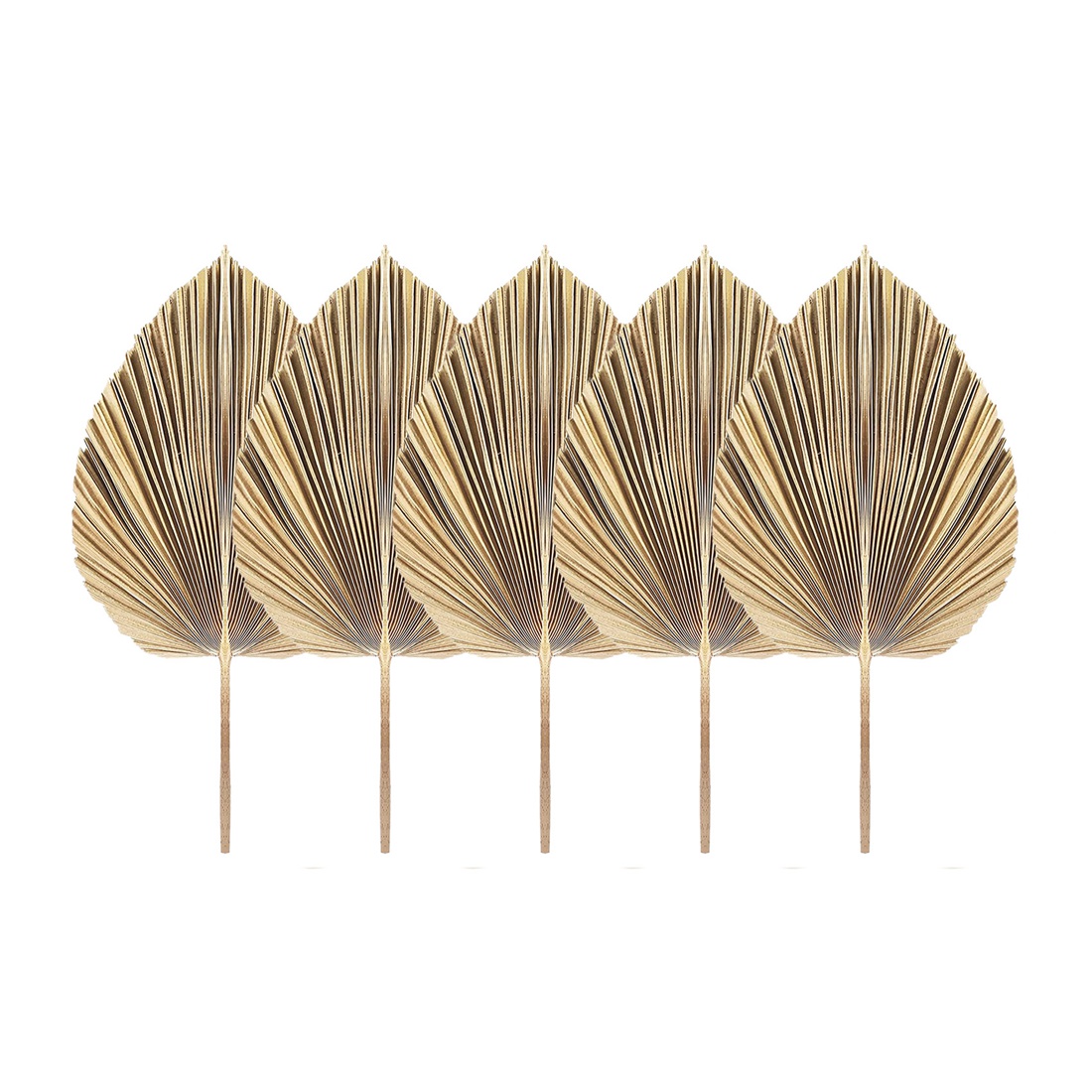 5Pcs Natural Dried Palm Leaves - Palm Leaf Dried review and price