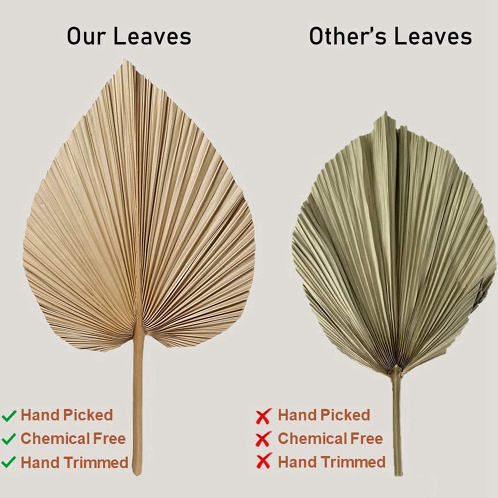 AT02-8 Pieces Natural Dried Pa - Palm Leaf Dried review and price