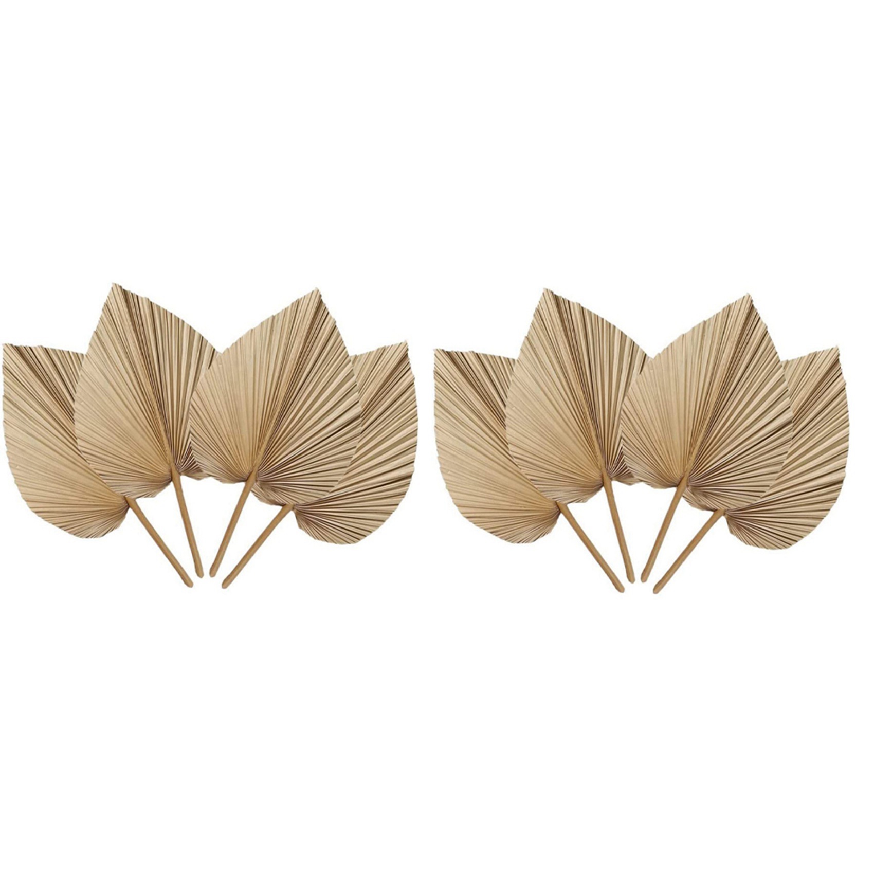 AT02-8 Pieces Natural Dried Pa - Palm Leaf Dried review and price