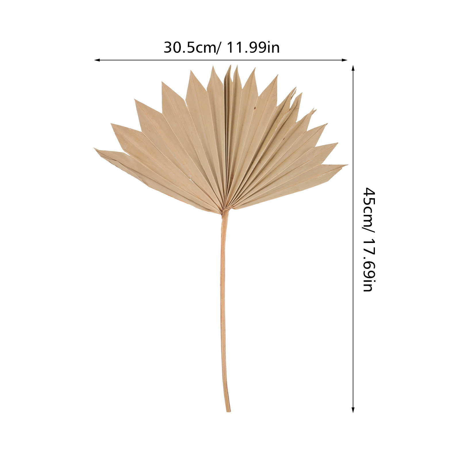 4Pcs Dried Palm Leaf Ornament  - Palm Leaf Dried review and price
