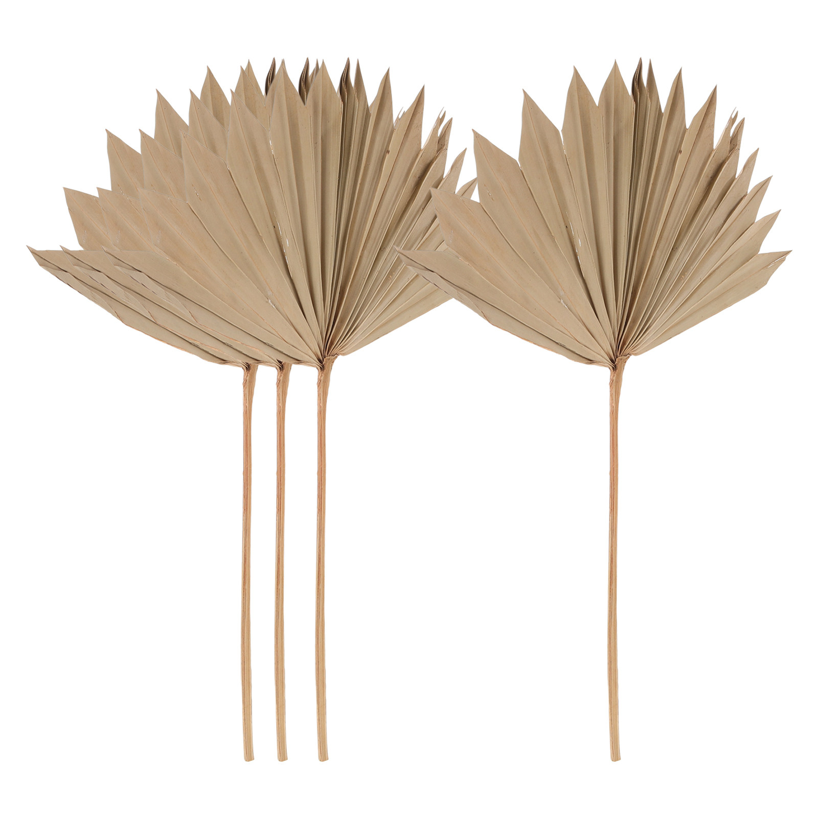 4Pcs Dried Palm Leaf Decor Nat - Palm Leaf Dried review and price