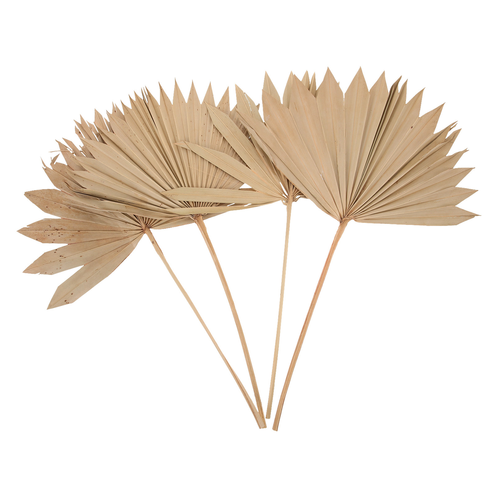 4Pcs Dried Palm Leaf Decor Nat - Palm Leaf Dried review and price