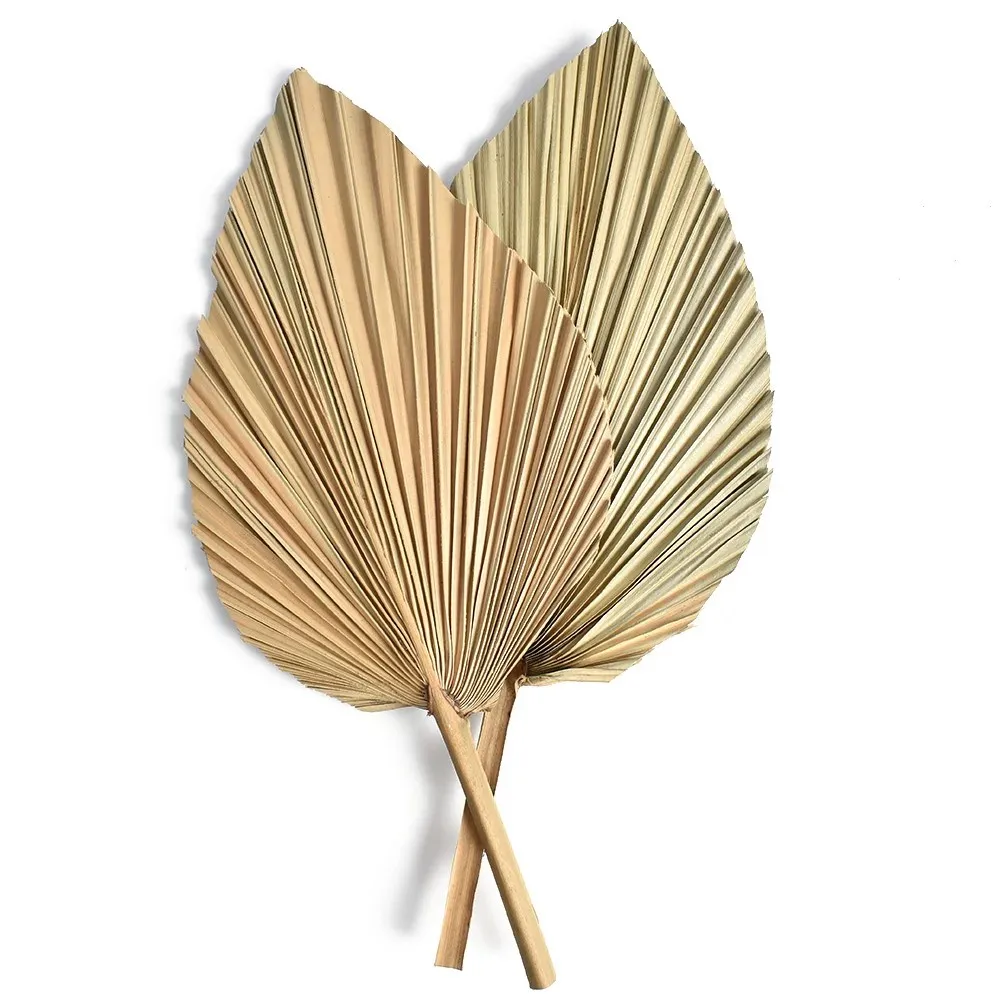 Natural Dried Palm Leaves, DIY - Palm Leaf Dried review and price