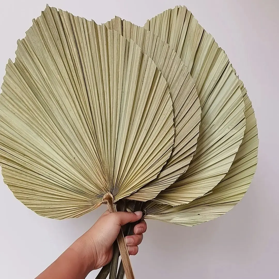 Natural Dried Palm Leaves, DIY - Palm Leaf Dried review and price