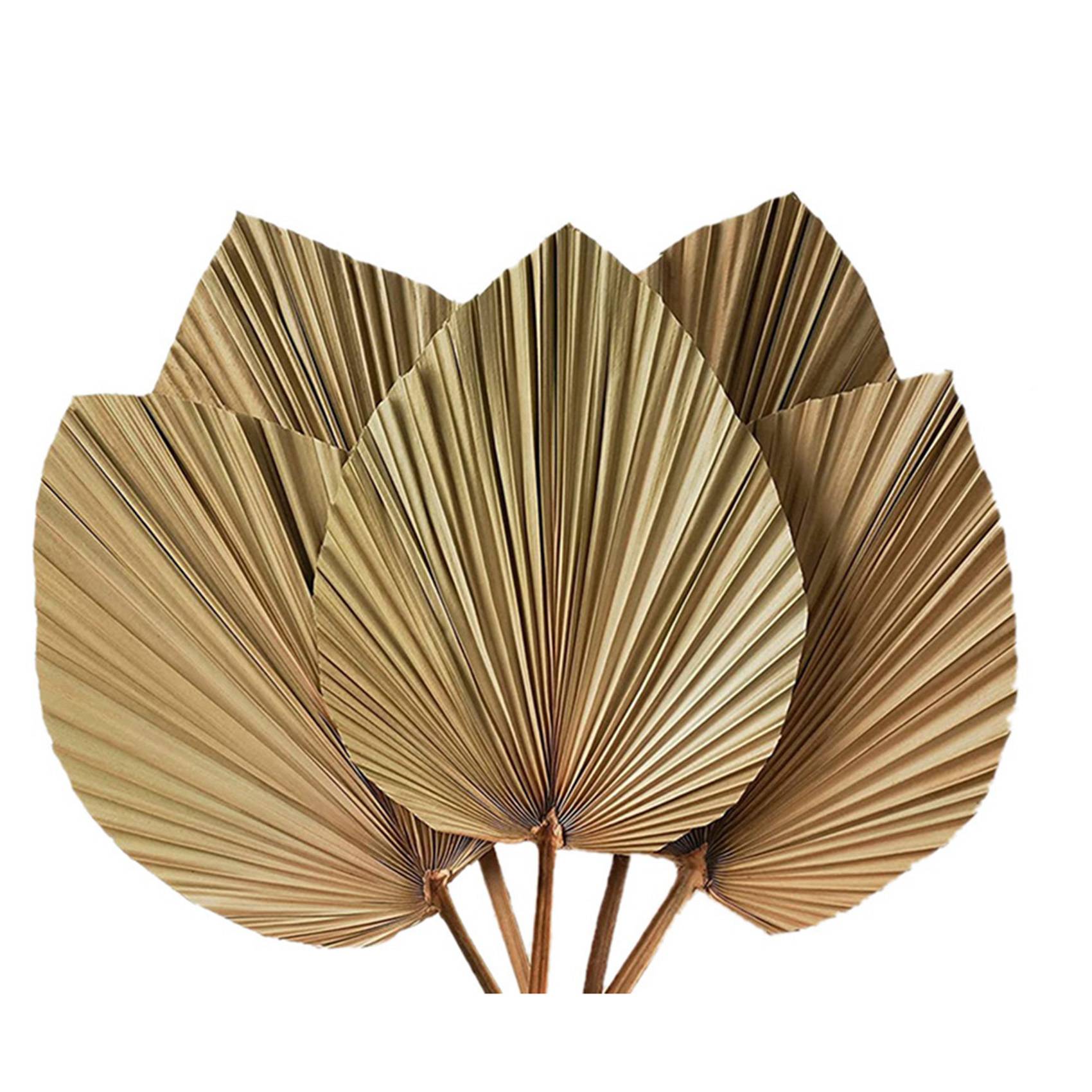 Dried Palm Leaves Room Decor 1 - Palm Leaf Dried review and price